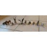 Lot de 11 animaux de la foret (figurines papo)