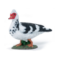 Figurine  Canard de Barbarie 10 mois et plus - Papouille
