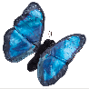 Marionnette à doigt - Papillon Morpho bleu - Papouille